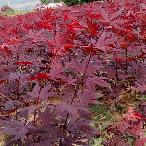 �t���F(xi��n)�������a���g����(sh��)�c����