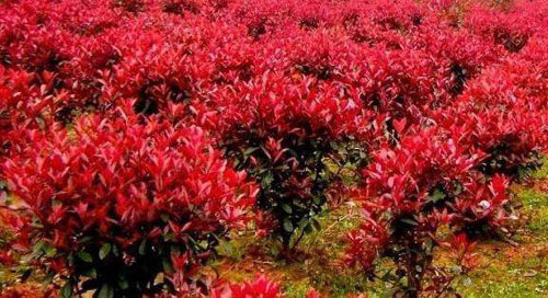 �t���ɘ�����ѿ���¾���(qi��ng)�����L