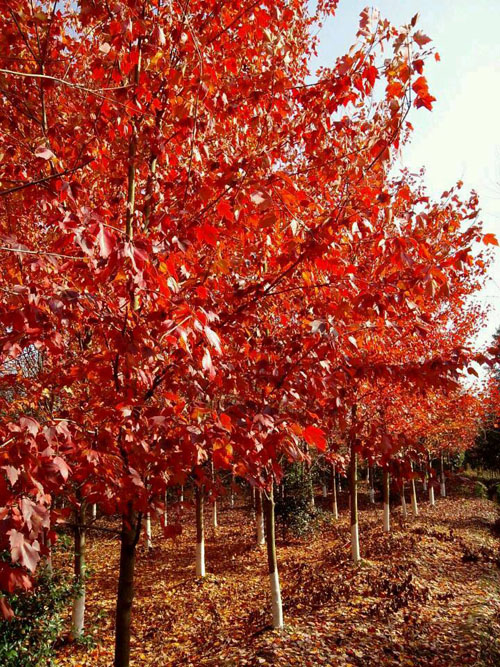 tľֲm(dng)׷ʴM(jn)L