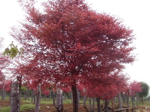 (gu)tֲǰ(zhn)е(sh)ĳɻ
